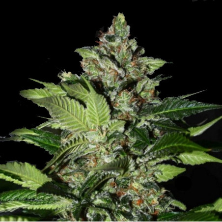 CBD Kush Cannabis Seeds Feminized