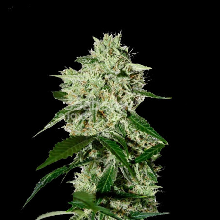 CBD NORTHERN LIGHTS Feminized Cannabis Seeds