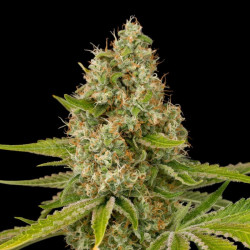 White OG Cannabis Seeds Feminized