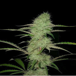 CBD 20-1 Cannabis Seeds Feminized