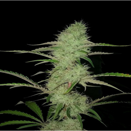 CBD 20-1 Cannabis Seeds Feminized