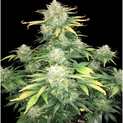 Auto Amnesia Haze XL Cannabis Seeds