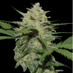 AUTO GIRL SCOUT COOKIES Feminized Cannabis Seeds