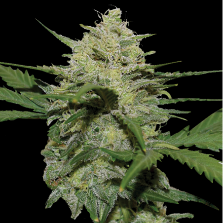 AUTO GIRL SCOUT COOKIES Feminized Cannabis Seeds