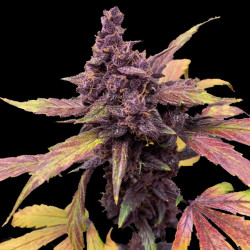 CBD Red Kush Autoflower...