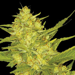 Auto Gold Leaf Cannabis Seeds Feminized