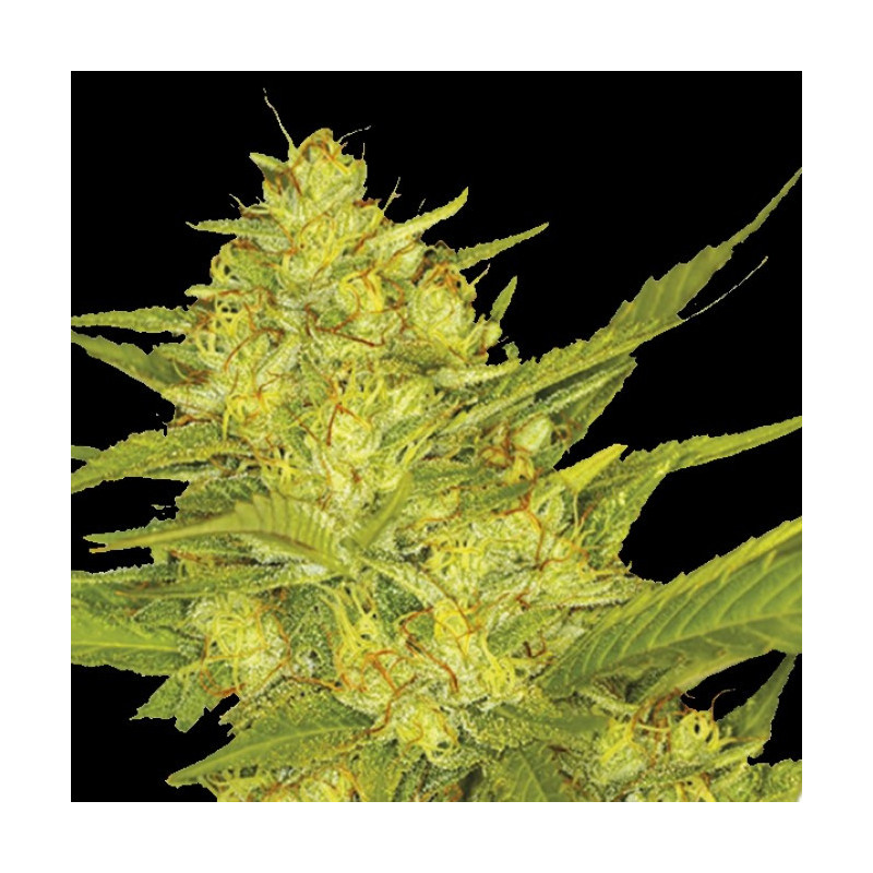 Medicinal marijuana Gold Leaf strain seeds feminized for beginners