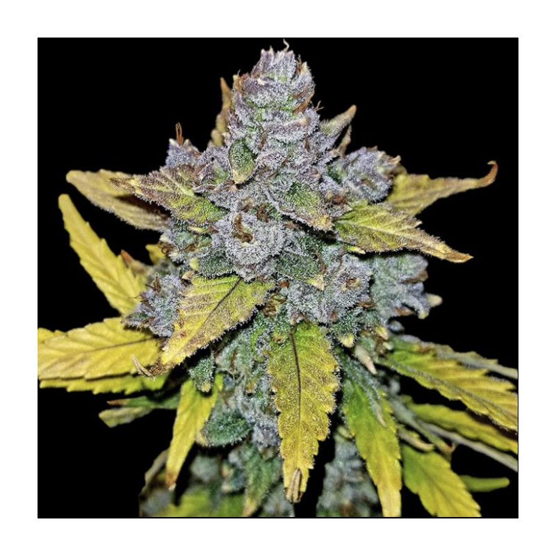 Auto Blue Dream Cannabis Seeds Feminized