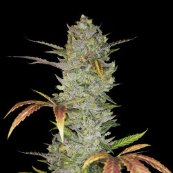 AUTO WEDDING CAKE CANNABIS SEEDS FEMINIZED