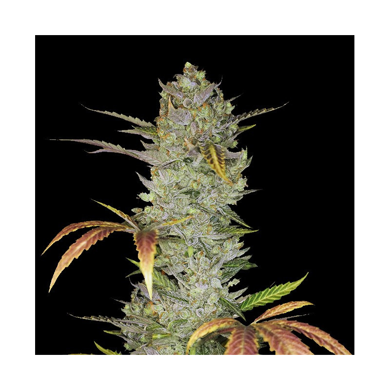 AUTO WEDDING CAKE CANNABIS SEEDS FEMINIZED