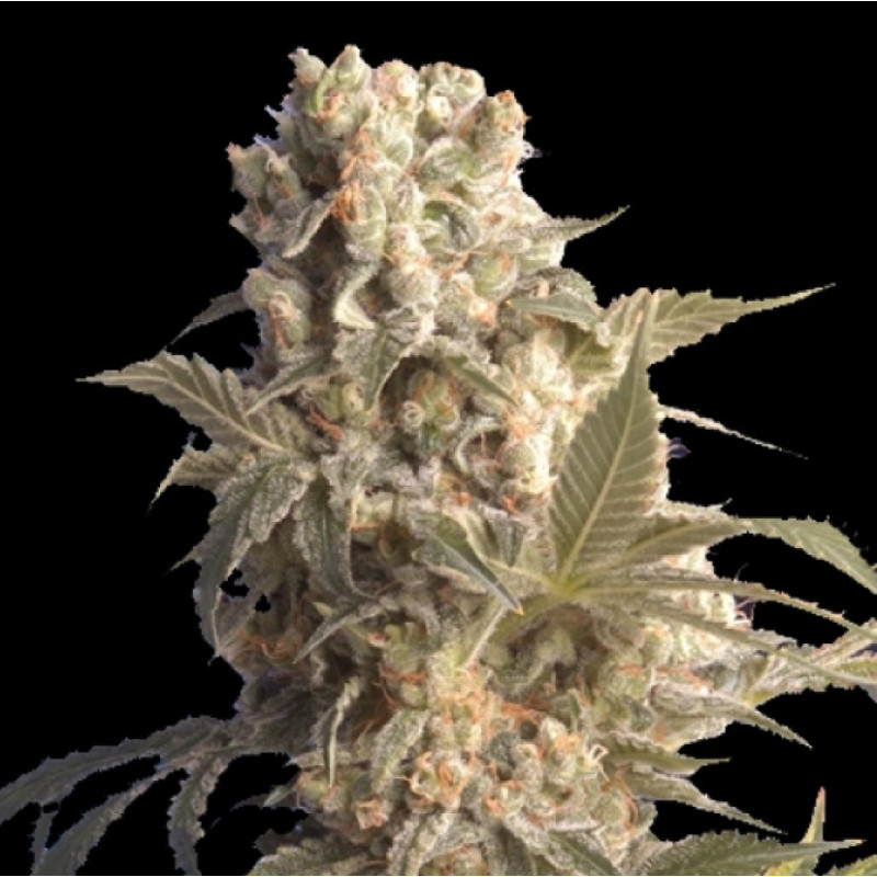 CBD AK 47 Feminized Cannabis Seeds