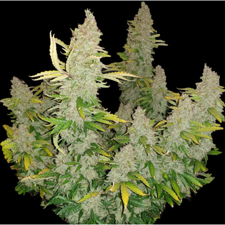 Auto Bubblegum Cannabis Seeds feminized