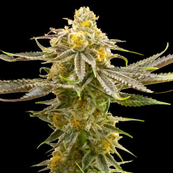 Auto Strawberry Cheese Cannabis Seeds Feminized