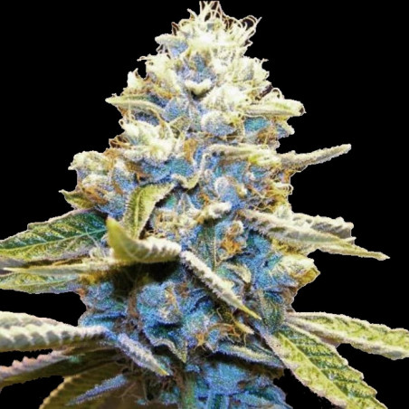 Blue God Graines De Cannabis Féminisées