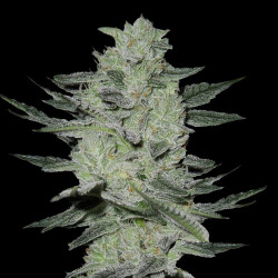 Jack Herer Cannabis Seeds Feminized