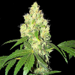 Lemon Kush Cannabis Seeds Feminized