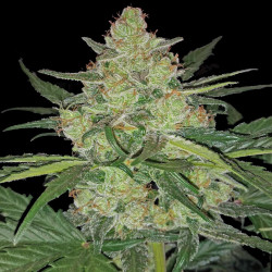 Auto LSD Cannabis Seeds