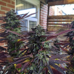 Girl Scout Cookies Cannabis Seeds Feminized