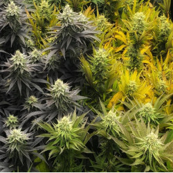 Mix Pack Cannabis Seeds Feminized