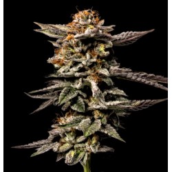 Auto LA Kush Cake Cannabis Seeds Feminized