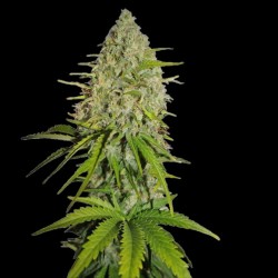 Auto Grapefruit Haze Cannabis Seeds