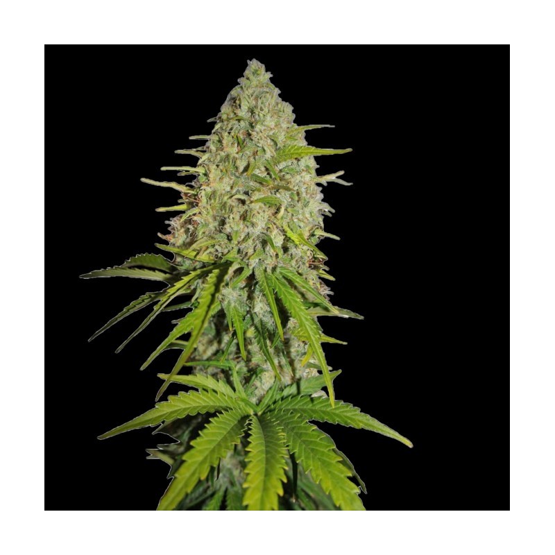 Auto Grapefruit Haze Cannabis Seeds