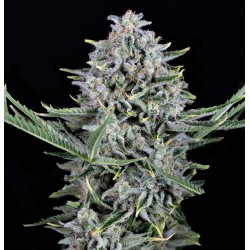 Auto Cookies Cannabis Seeds Feminized