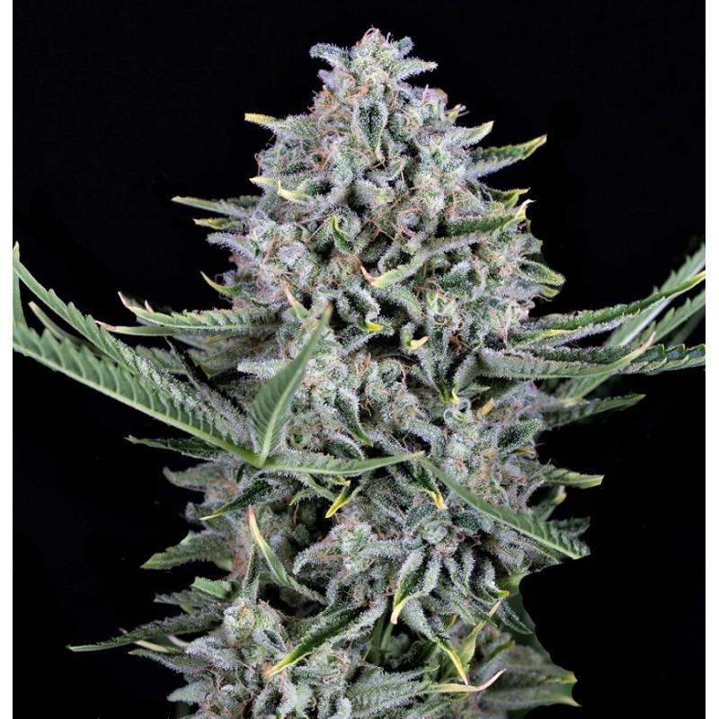 Auto Cookies Cannabis Seeds Feminized