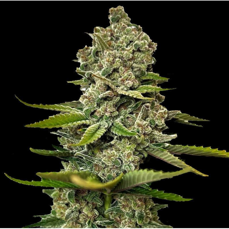 Auto Cheesecake Cannabis Seeds Feminized