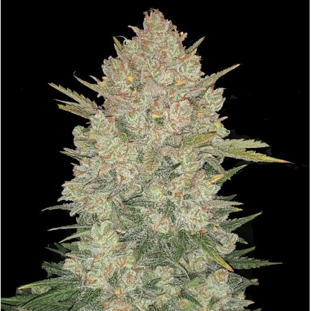 Auto Double OG Kush Cannabis Seeds Feminized