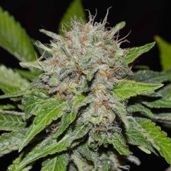 Auto Cream Mandarin Cannabis Seeds Feminized