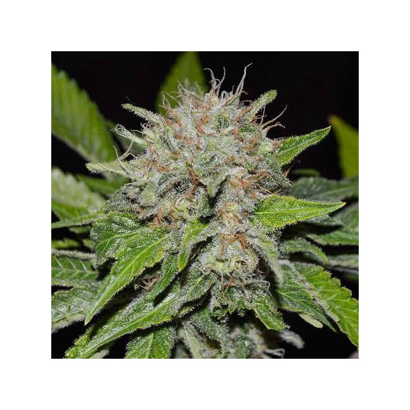 Auto Cream Mandarin Cannabis Seeds Feminized