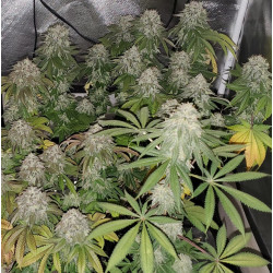 Quebec Blue Cannabis Seeds Feminized