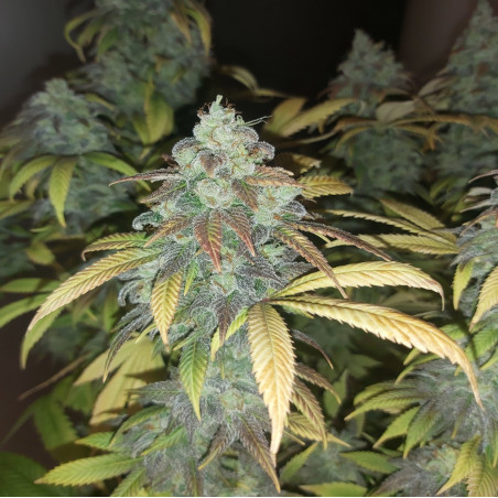 Quebec Blue Cannabis Seeds Feminized