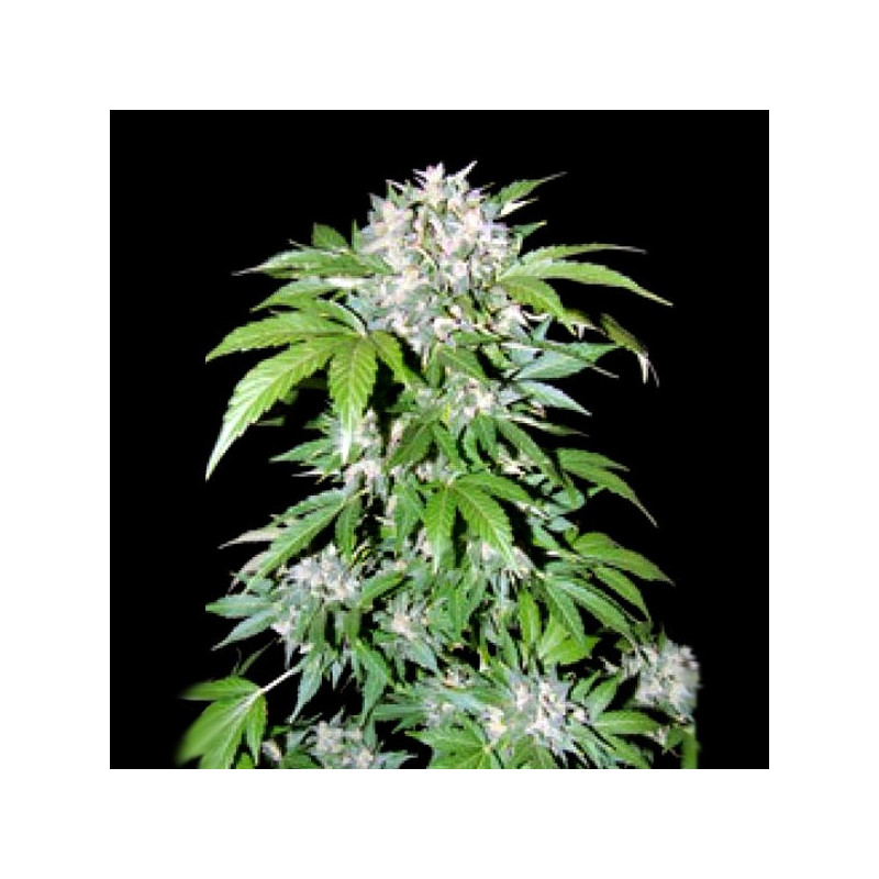 Auto AK-47 Feminized Cannabis Seeds