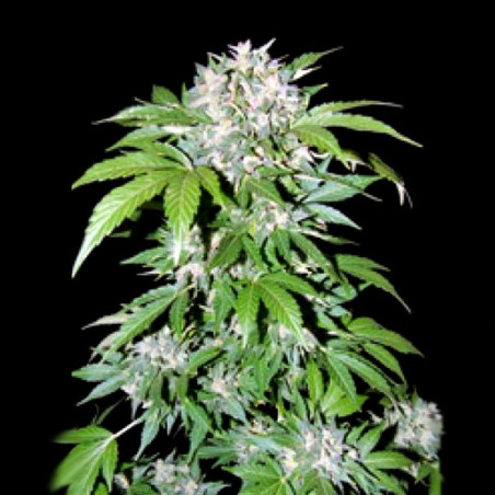 Auto AK-47 Feminized Cannabis Seeds