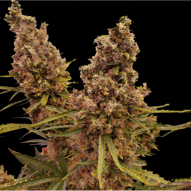 Auto Blueberry Cannabis Seeds Feminized