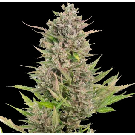 Auto Critical Cannabis Seeds Feminized