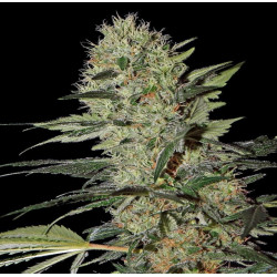 Auto Cheese Cannabis Seeds Feminized