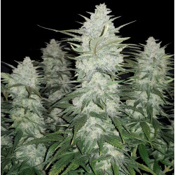 Auto Gelato Cannabis Seeds Feminized