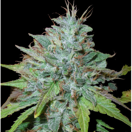 Auto Grapefruit Kush Cannabis Seeds Feminized