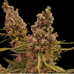 Blueberry Cannabis Seeds Feminized