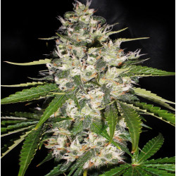 Auto Jack Herer Cannabis Seeds