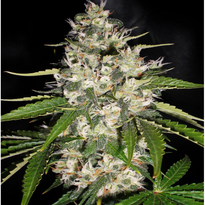 Auto Jack Herer Cannabis Seeds