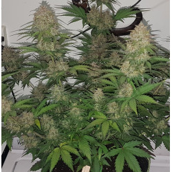 Auto Mazar Cannabis Seeds Feminized