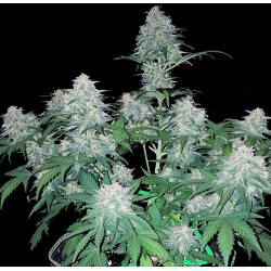 Auto Northern Lights Cannabis Seeds Feminized