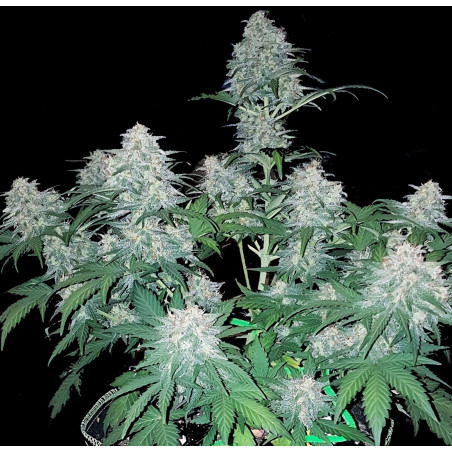 Northern Lights marijuana Samen auto-flowering, Auto-flowering cannabis  samen