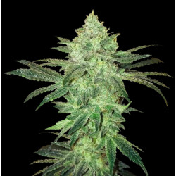 AUTO Gorilla Glue Cannabis Seeds Feminized