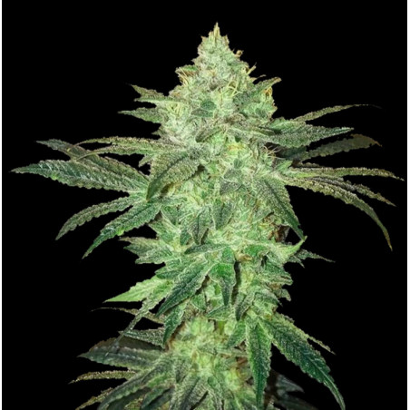 AUTO Gorilla Glue Cannabis Seeds Feminized