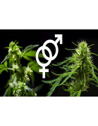 Les graines de cannabis régulières sont issues d'un parent mâle.